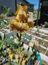 _Tiger Honey__20240509_211430_0000.webp