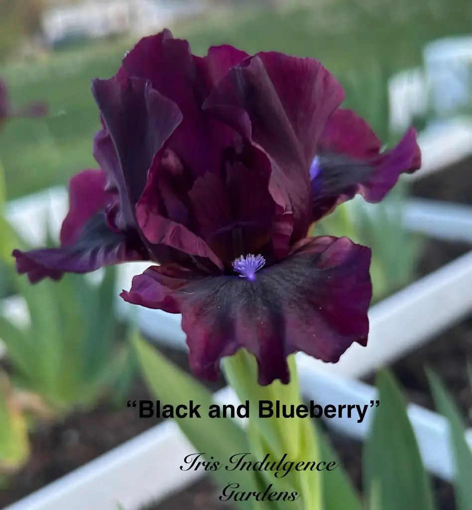 Black and Blueberry