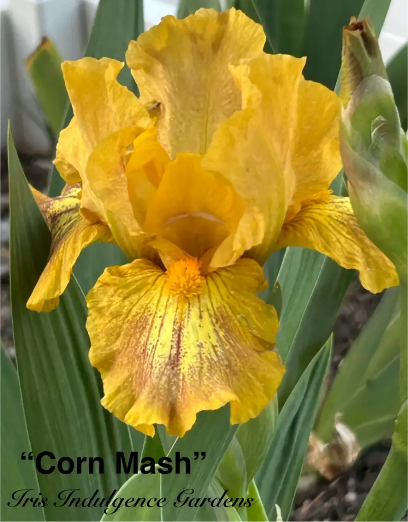 Corn Mash