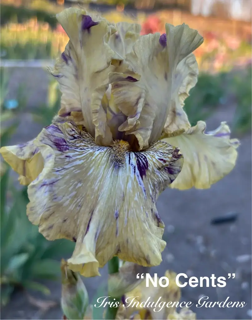 No Cents