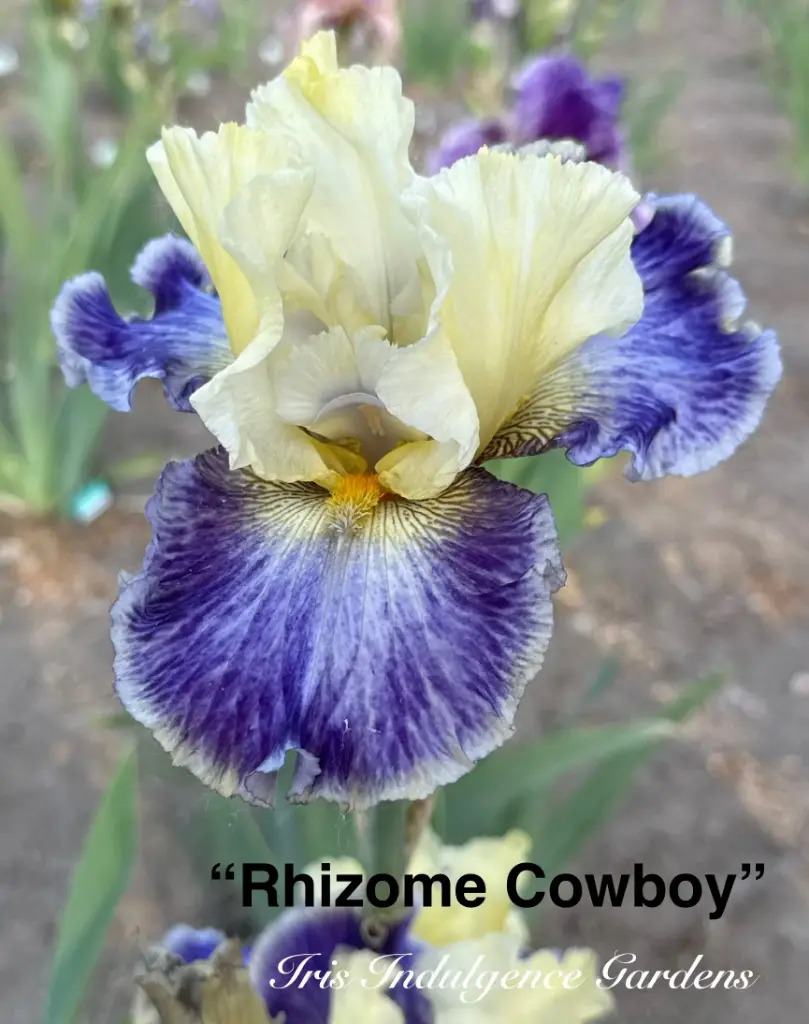 Rhizome Cowboy