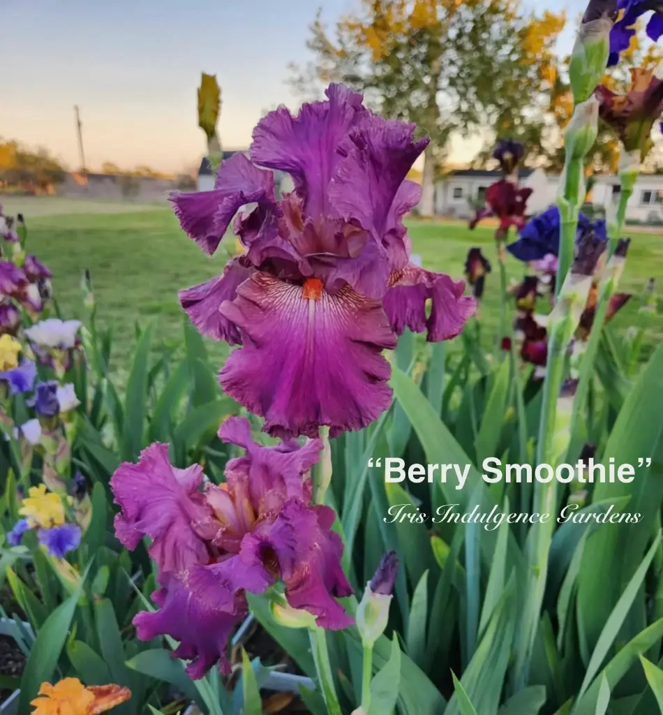 Berry Smoothie