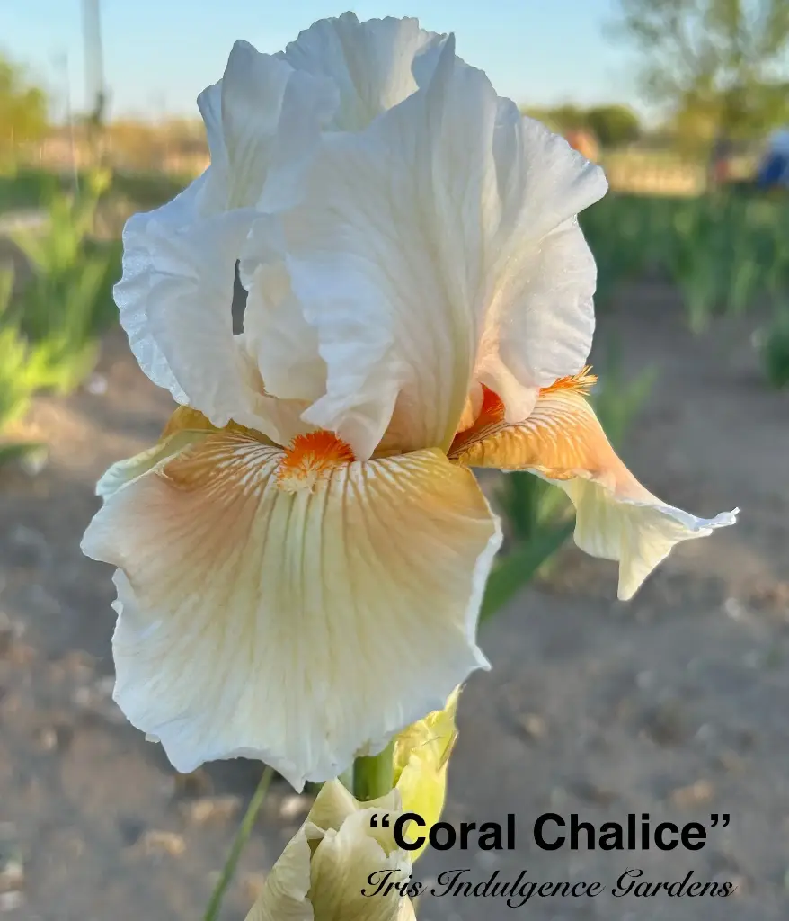 Coral Chalice