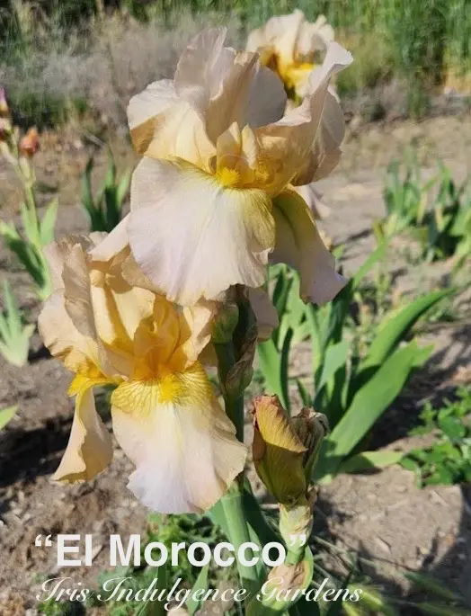 El Morocco
