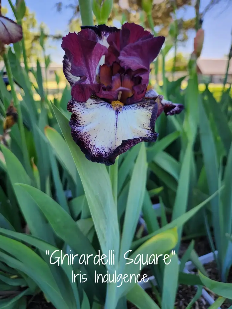 Ghirardelli Square