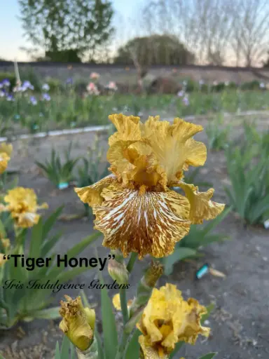 Tiger Honey