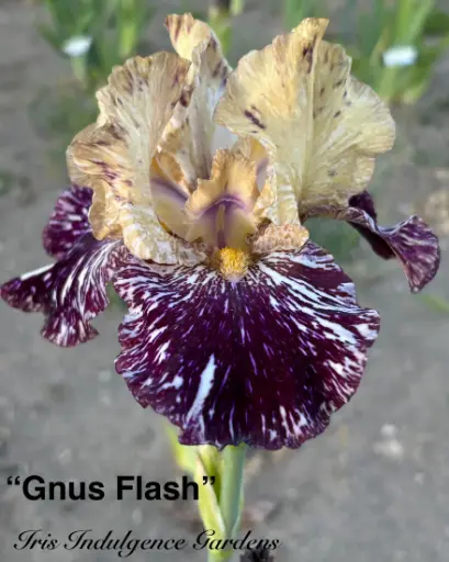 Gnus Flash