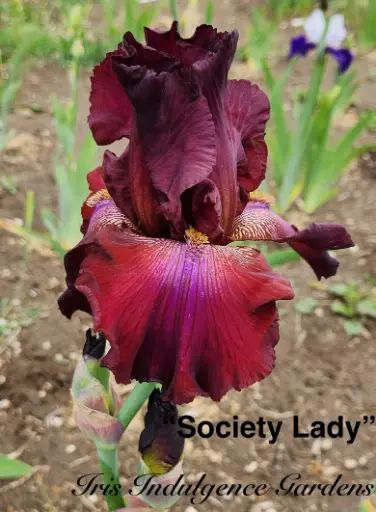 Society Lady