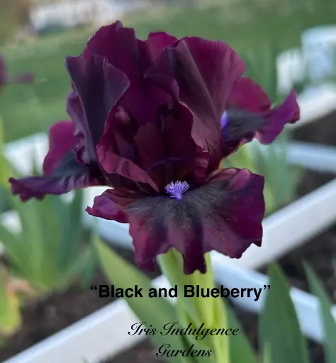 Black and Blueberry
