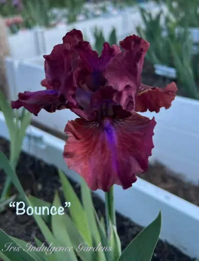 Bounce