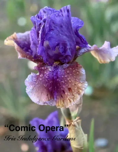 Comic Opera