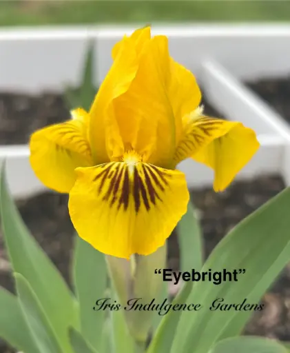 Eyebright