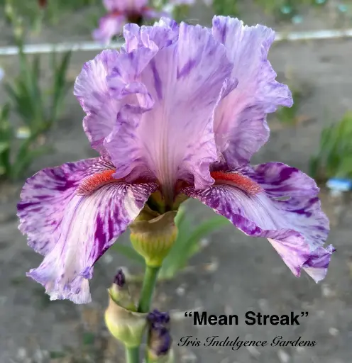 Mean Streak