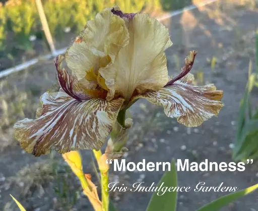 Modern Madness