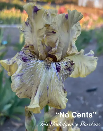 No Cents