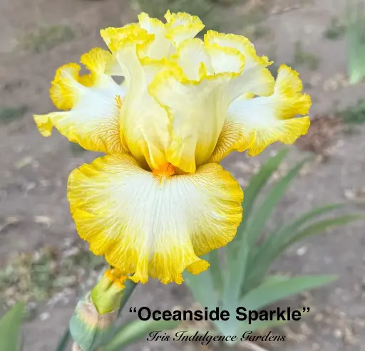 Oceanside Sparkle