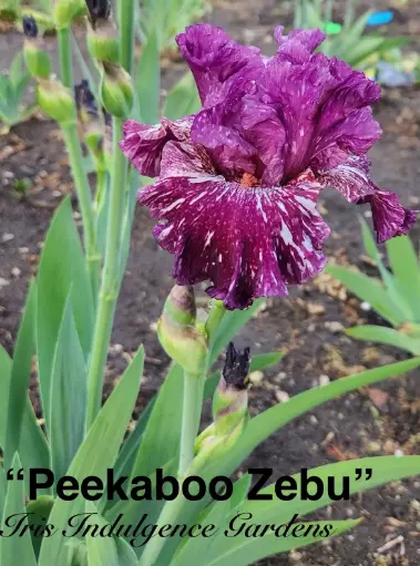 Peekaboo Zebu