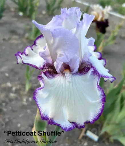 Petticoat Shuffle