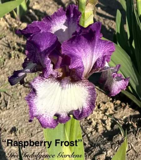 Raspberry Frost