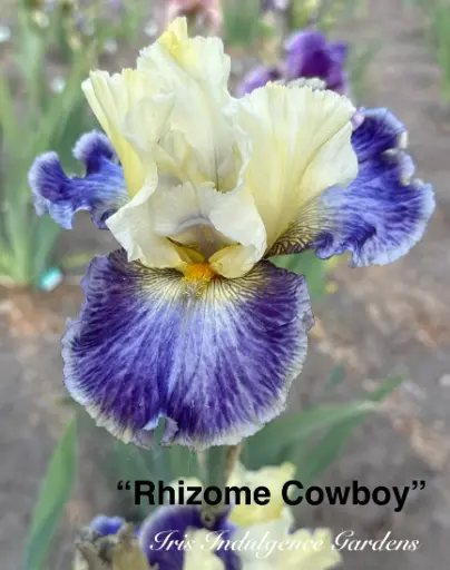 Rhizome Cowboy