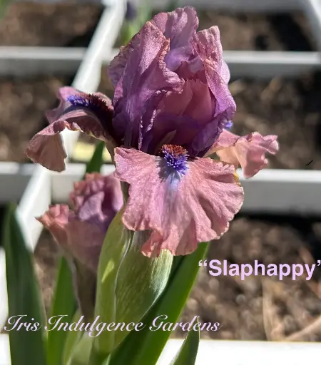 Slap Happy