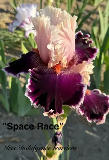 Space Race
