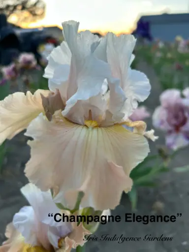 Champagne Elegance