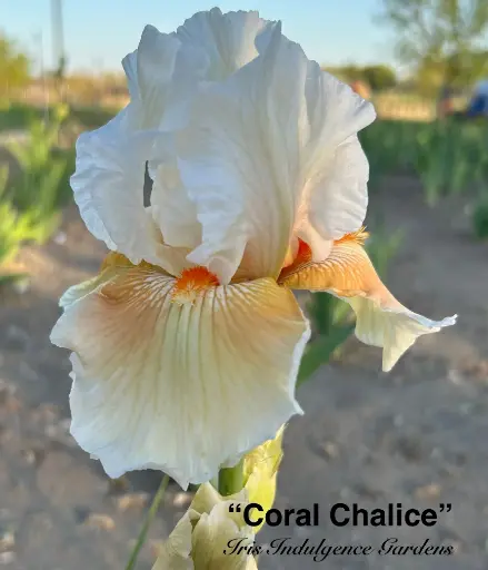 Coral Chalice