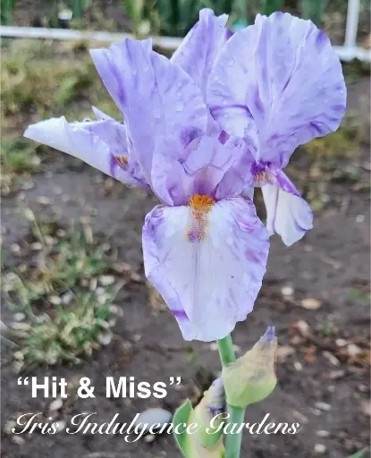 Hit And Miss