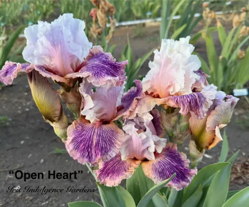 Open Heart