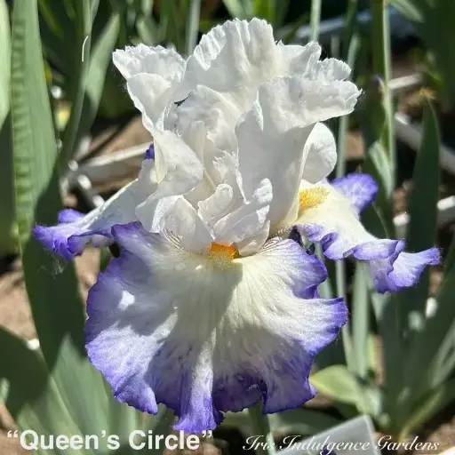 Queen's Circle