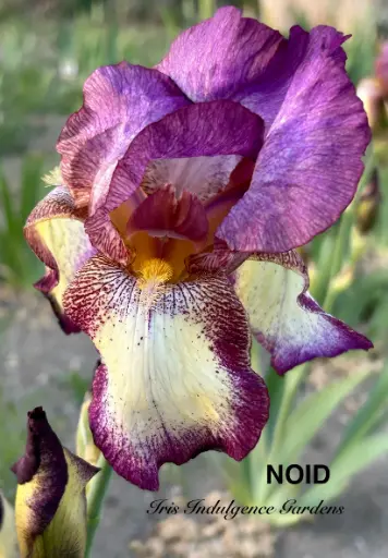 NOID-D2